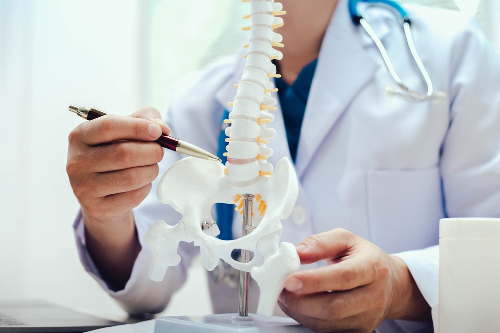 The,Intervertebral,Disc,Is,A,Cushion-like,Structure,Between,Vertebrae,In